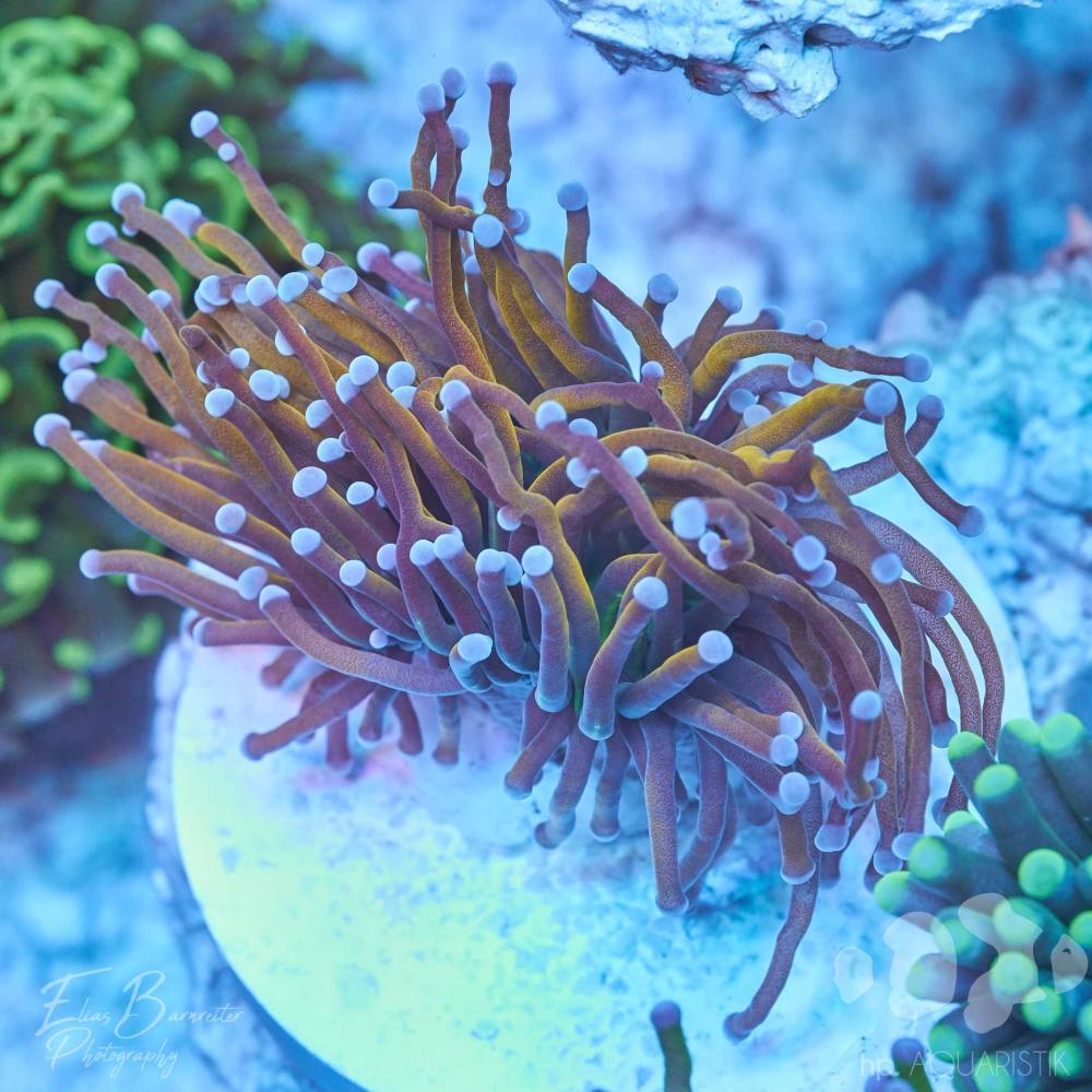 Euphyllia Golden Torch